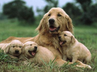 金毛和拉布拉多哪个好?只能说都很优秀