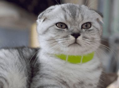 猫不吃东西怎么办？这种情况怎么解决