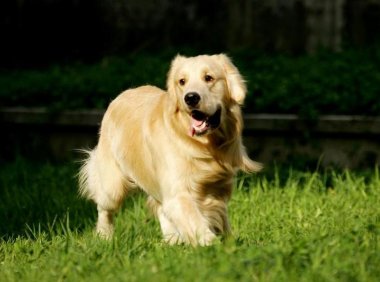 狗狗不吃狗粮怎么办?是不是这些方法不对