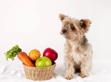 狗狗能吃西红柿吗?对人有营养的狗不一定有