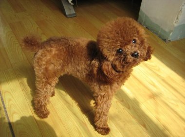 如何训练泰迪,驯犬师常规用法了解下