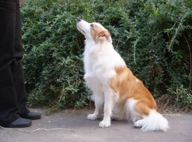 怎么看边境牧羊犬年龄，这几个地方是标准