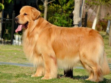 金毛犬吃什么最好？毛色光亮就是这样吃出来的