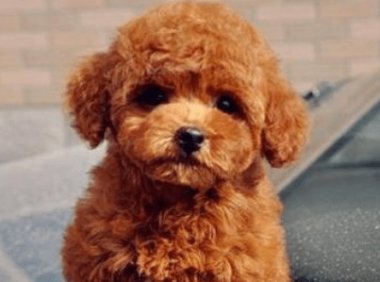 什么宠物狗最可爱?这些可能是吃可爱长大