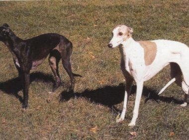 小狗鼻子干,是什么原因导致的?