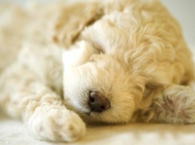 迷你贵宾犬有哪些品种?最常见的就是这几种