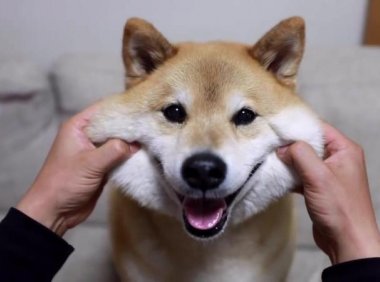 柴犬有几种颜色？常见的就是黄色