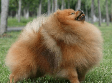 博美不开心时候的表现，最明显的就是这几个