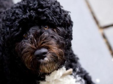 贵宾犬眼泪多需要用药吗?视具体情况而定