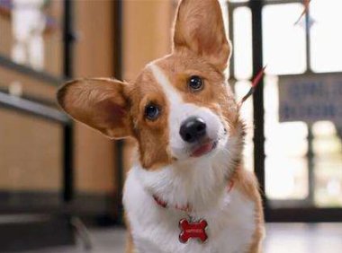 养宠物对健康有益,这些知识了解一下