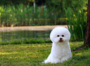 比熊犬有几种?不清楚的可以了解下