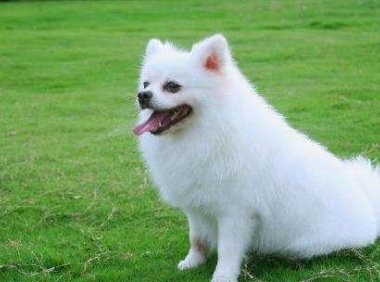 狗狗发情怎么办?做好这些方面的事项