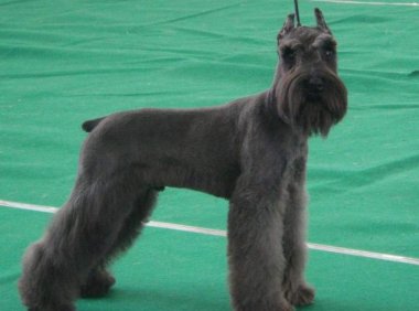 雪纳瑞多大开始训练？都是有个标准的