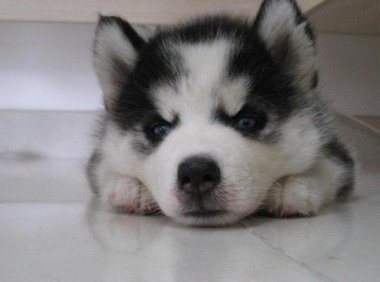 狗咬了怎么办?保险的做法是这样的