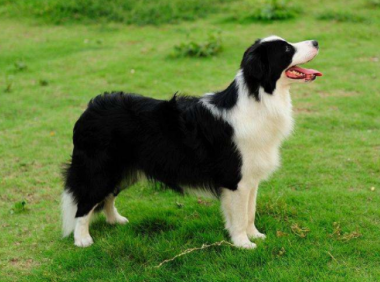边境牧羊犬和史宾格哪个好?理性且全面的来对比一下