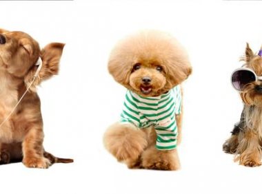 狗狗身上有跳蚤怎么办,这些方法值得学习