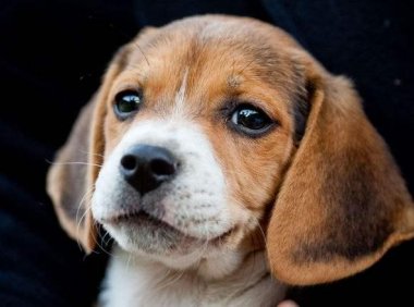 比格犬是中型犬吗?严格意义上来说不算