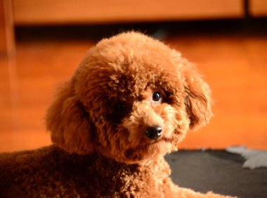 适合家养的小型犬，有没有你家狗狗