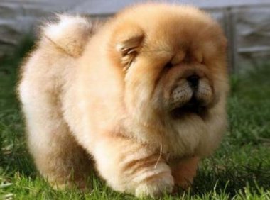 松狮犬咬人吗，要学会教导