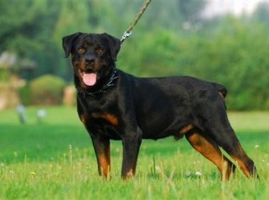 为什么很少人养罗威纳？不仅仅是凶猛这一点