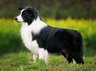 边牧把你当主人的表现?会有这几个特征