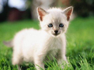 小猫什么时候打疫苗？注意好这几个时间点