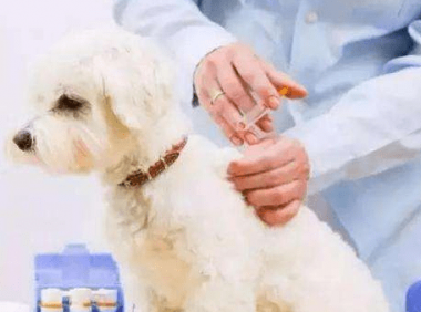 狗狗需要打哪些疫苗,这些疫苗不能落下