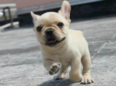 小型犬养什么好?来看看这几种