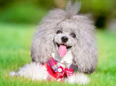 贵宾犬吐白泡沫是怎么回事？常见的就这几种原因