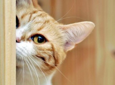 猫咪咬人怎么办,改掉坏习惯的方法