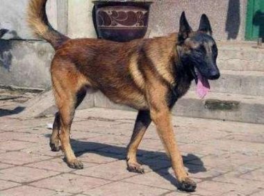 马犬和杜高哪个好？比比才知道