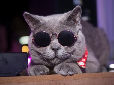 狂犬病猫的症状有哪些？看完请记住了