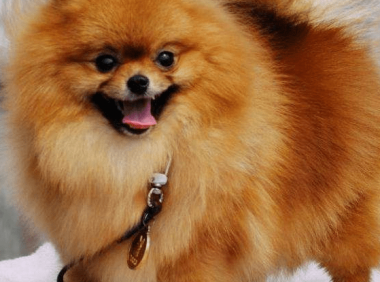 博美狗上吐下泻怎么办？首先就得找到原因