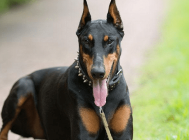 杜宾犬立耳要多久,这些小细节家长要注意