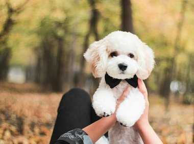 泰迪吃什么,你喂对了吗