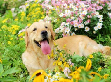 金毛犬喂什么狗粮？以这个条件去挑选准没错