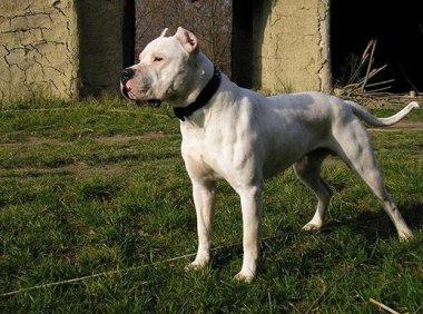 杜高犬护主吗?别怀疑它们的忠诚