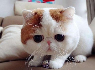 猫能喝牛奶吗？有一种病叫乳糖不耐症