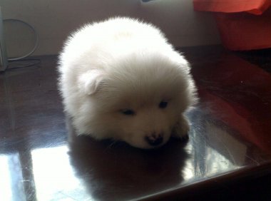 狗瘟的症状有哪些?铲屎官们需注意这些