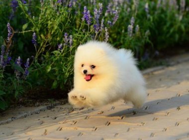 博美犬的训练方法,屡试不爽的方法借鉴一二