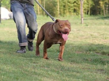 比特犬几个月长得快?一般情况就是这几个月