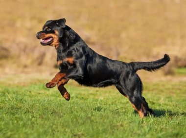 罗威纳幼犬怎么训练?新手朋友可以看过来