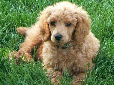 泰迪为什么要断尾,这些原因你知道吗