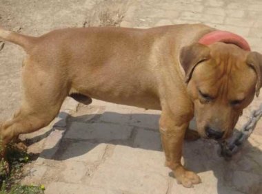 比特犬几个月开始训练，需抓住最好的时机