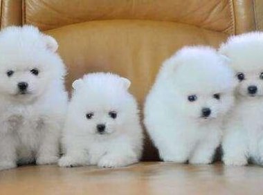 博美会被冻死吗？实际上还真有可能