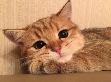 猫咪不吃猫粮怎么办?猫粮的质量要注意