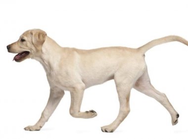 狗狗尿频怎么回事?出现情况多注意