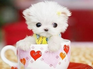 茶杯犬怎么来的,原因你想不到