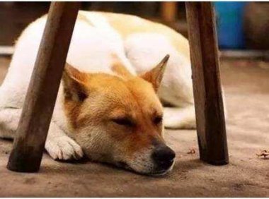 中华田园犬的寿命,在犬界来说其实是不错的