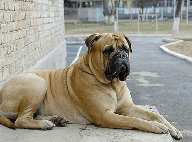 马士提夫犬会咬人吗?是福是祸一起来探索